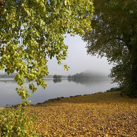 Christrose * Trechtingshausen